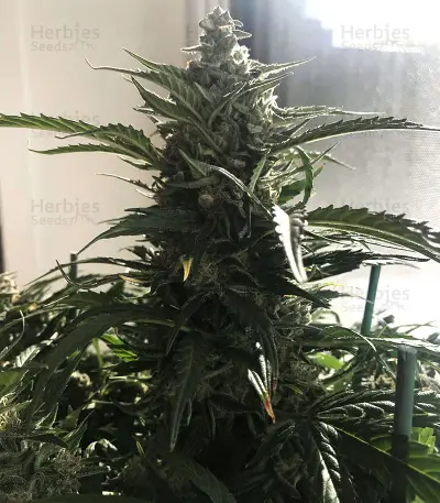 King’s Kush Auto CBD (GHS)