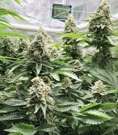 OG's Kush Seeds