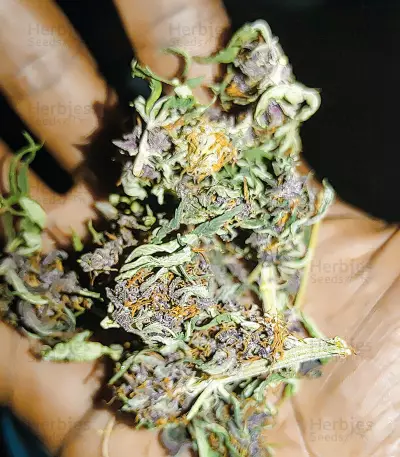 Punch Cookies Seeds (AlphaFem Seeds)
