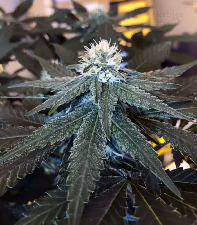 Purple Punch Cookies (Original Sensible Seeds)