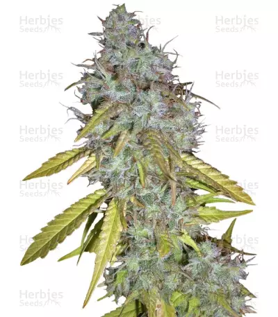 Red Cherry Berry (Barney's Farm)