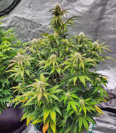 Graines féminisées de Scarlet Skunk Autoflower (EGS)