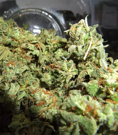 Acapulco Gold Seeds