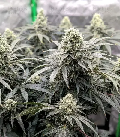 Apple & Bananask Seeds