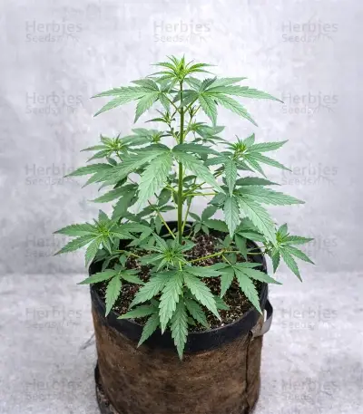 Auto Anonymass (Critical Mass Collective Seeds) Cannabis-Samen