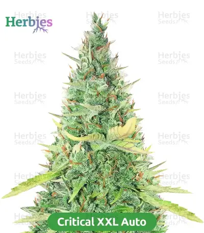 Autopilot Harvest Bundle #3