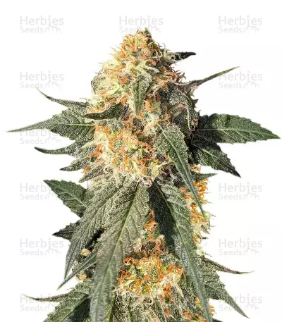 Semillas feminizadas Blackberry Gum (Seedstockers)