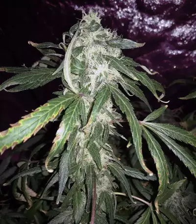 Blue Dream Seeds (Blimburn Seeds)