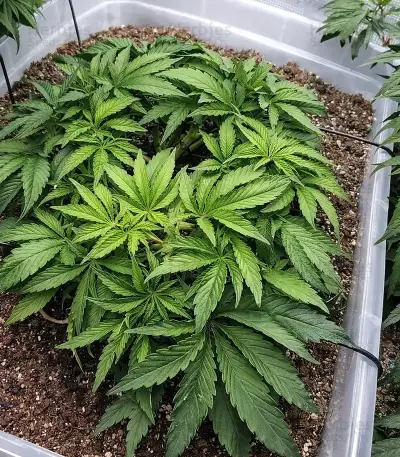 Bubblehead 13 Seeds