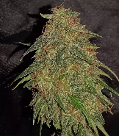 Buddha Syrup Auto regular (Buddha Seeds)