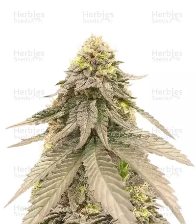 Cherry Gar-see-yaa เมล็ดพันธุ์สตรี (Ethos Genetics)
