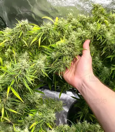Colombian Gold Auto Seeds