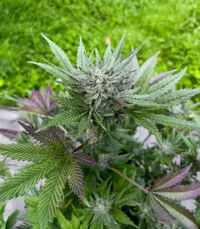 Semi femminizzati di Crème De la Chem Auto