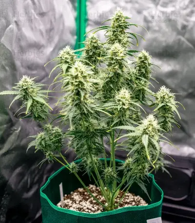 Graines de cannabis Diesel Matic Auto (Blackskull Seeds)