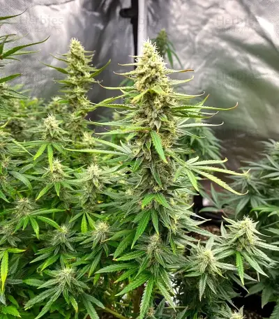 Durban Poison Seeds