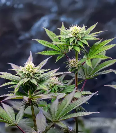 G.S. Cookies Feminized (Humboldt Seeds Company)