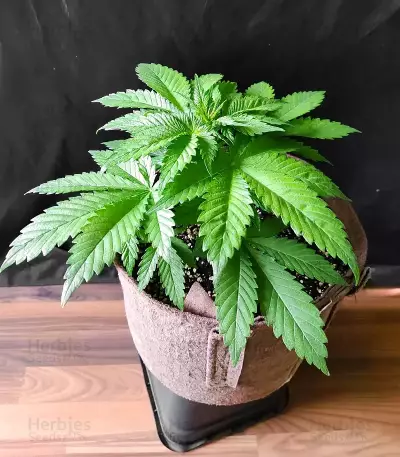 Ghost Train Power Seeds (Original Sensible Seeds)