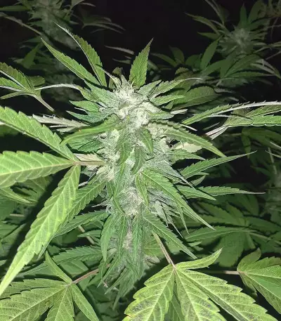 Semillas feminizadas Golosa (Delicious Seeds)