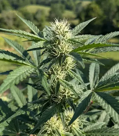 Grimm Glue feminisierte Samen (Brothers Grimm Seeds)