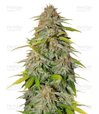 Ice Cream Cake Fast Flowering féminisée (Humboldt Seeds)