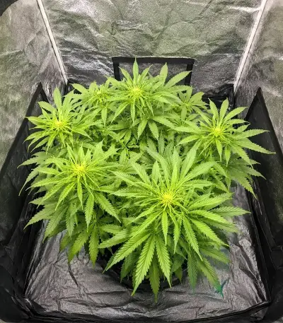 Lemon O.G. Seeds