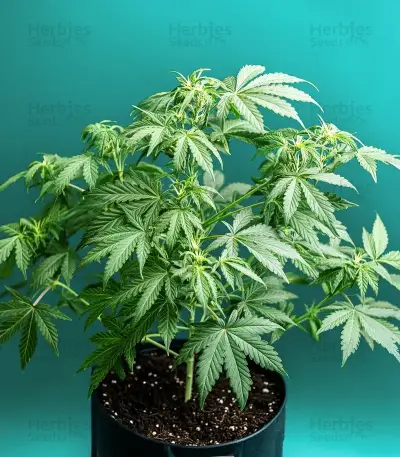 Mac #1 Auto Seeds
