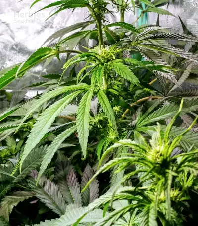 Mamba Negra Fast Seeds