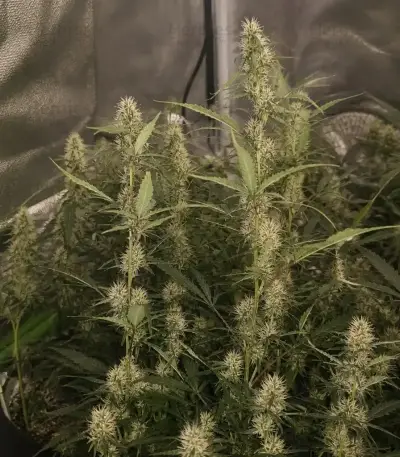 Semi Femminizzati Mango Cherry Runtz Auto (Fast Buds)