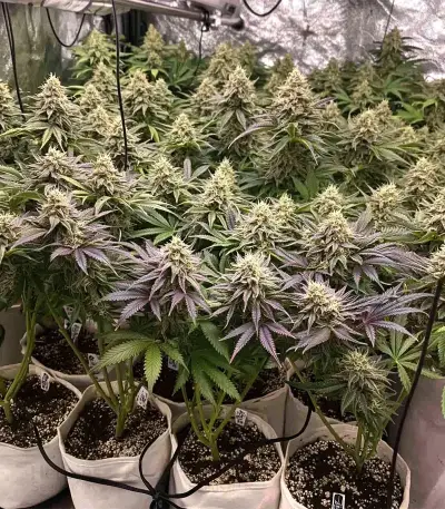 Master Yoda Auto Seeds