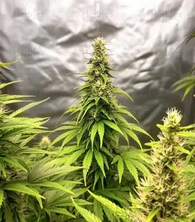 Melonade Runtz Seeds
