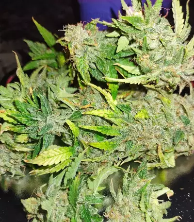 Original Auto Sour Diesel (Fast Buds)