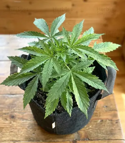 Power Plant Auto Seeds