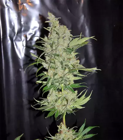 Purple Mexican Seeds