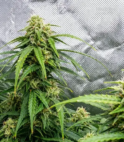 Sour Kush Auto Seeds