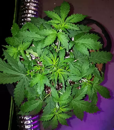 Trippy Gorilla Autoflowering (Big Head Seeds)