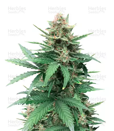 Semillas feminizadas Tutankhamon (Pyramid Seeds)