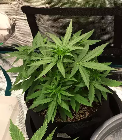 White Widow x Big Bud (Female Seeds)