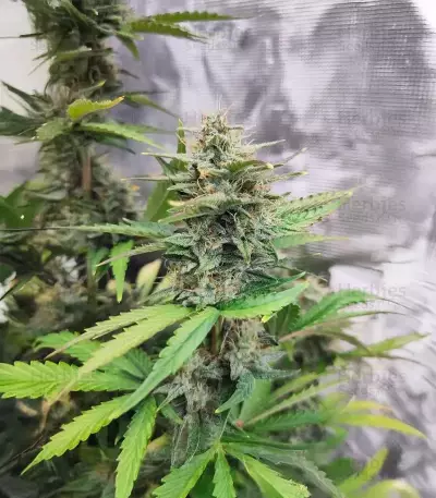Sementes Feminizadas de White Widow x White Fire OG Autoflower (Seedkeepers)