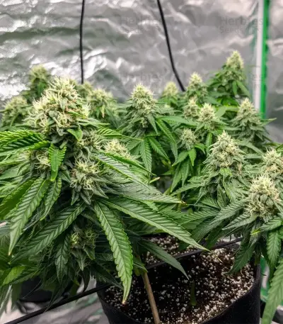 Widow 2004 regular seeds
