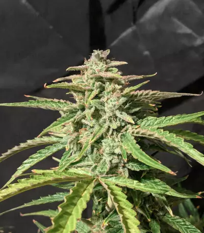 Wedding Cake feminized seeds