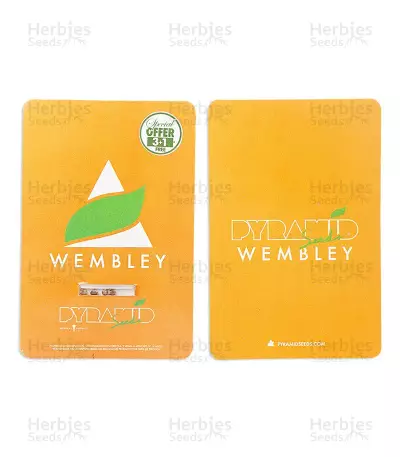 Wembley (Pyramid Seeds)