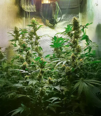 Widow Bomb feminized seeds