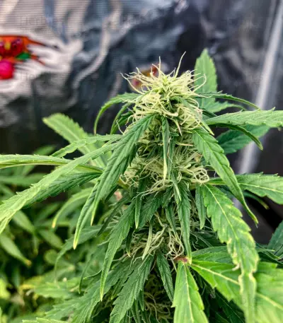 Purple Haze Autoflower (Herbies Seeds)