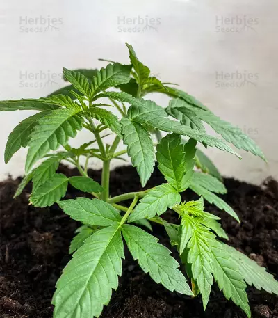 Skunk#1 Autoflower (Herbies Seeds)
