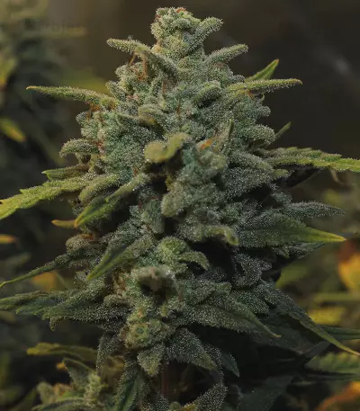 Original Auto Chemdawg Seeds