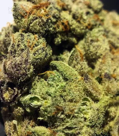 501st OG regular seeds
