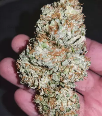 AK-48 Automatic Seeds