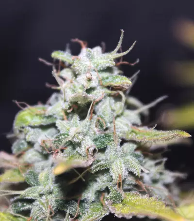 Amnesia Seeds (Kera Seeds)