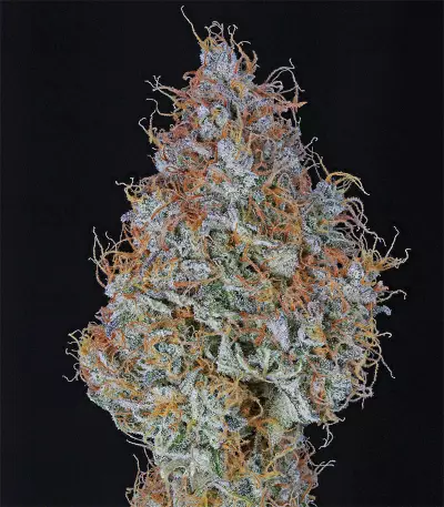 Graines de cannabis Amnesia Haze Automatic (RQS)