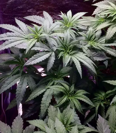 Semi femminizzati Blue Fire